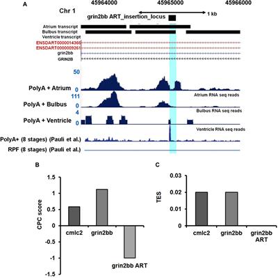 Forward genetic screen using a gene-breaking trap approach identifies a novel role of grin2bb-associated RNA transcript (grin2bbART) in zebrafish heart function
